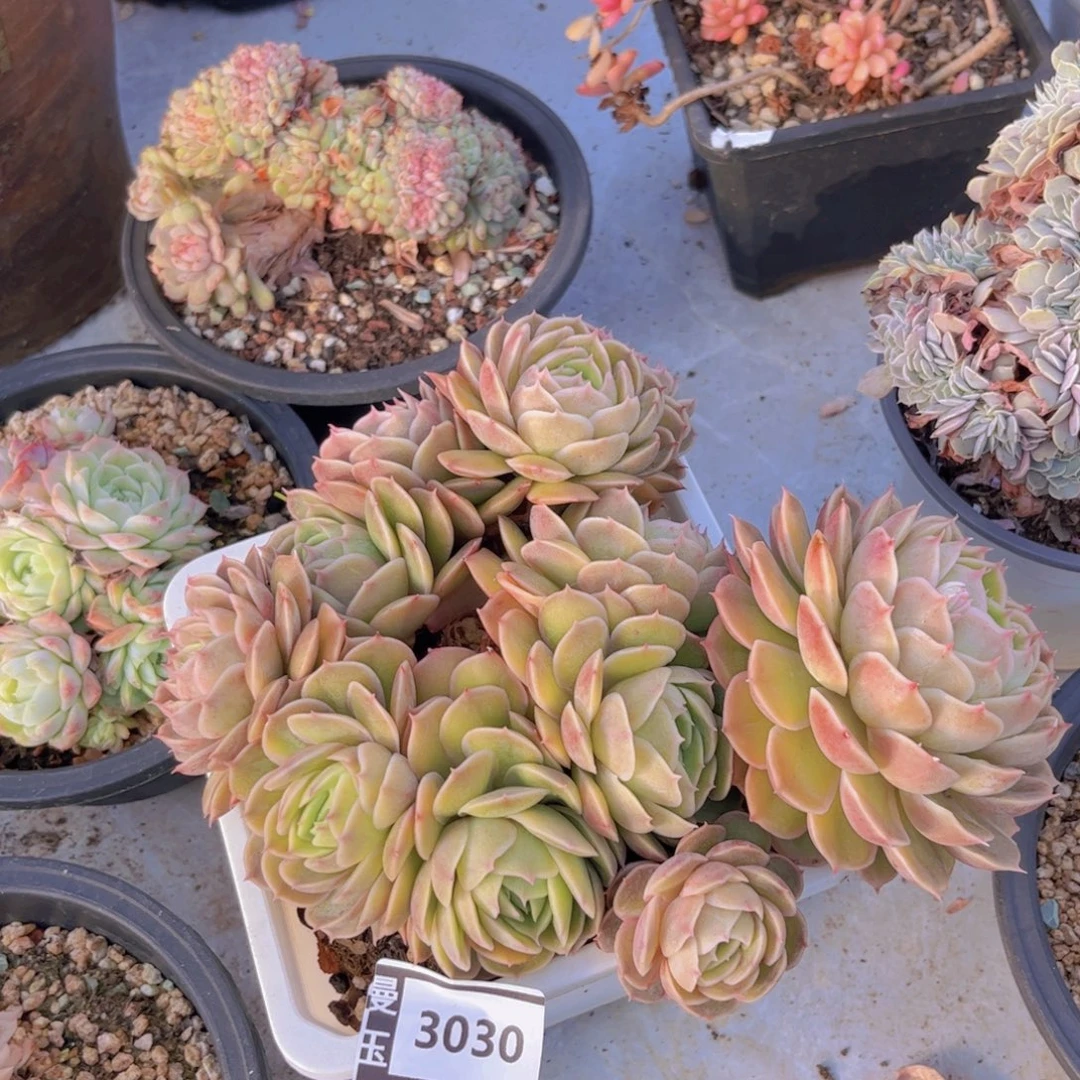 昂斯洛多肉植物3030