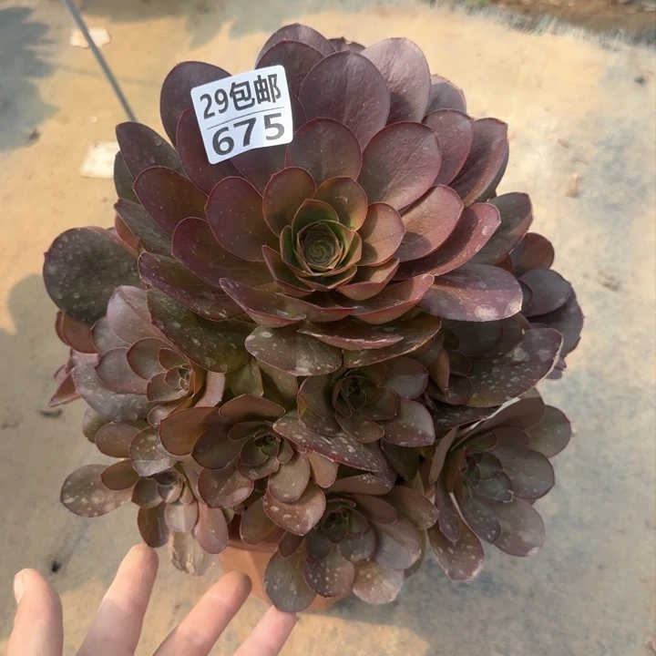 魅金……多肉植物……