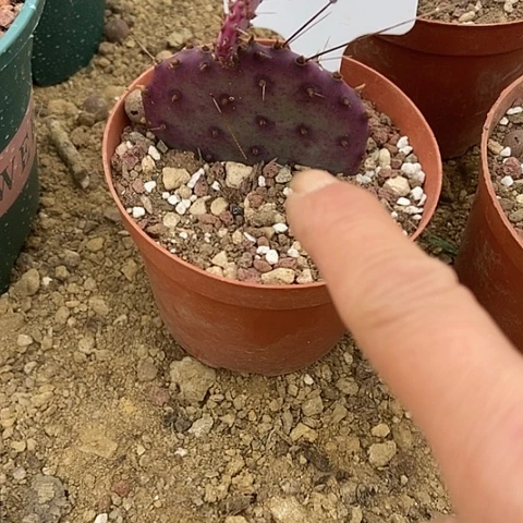 无***名仙人掌银盾两连片一棵