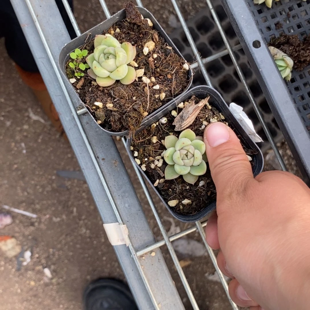 上盆皮艾拉珍妮一个多肉量拍