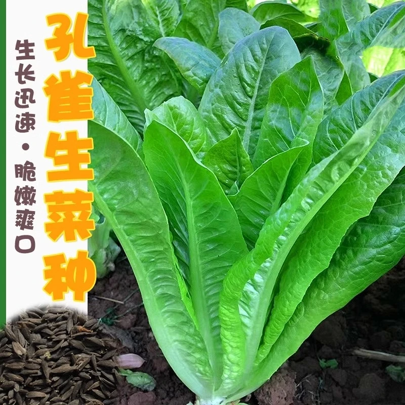 孔雀菜种四季种籽大全生菜罗马沙拉奶油紫叶种孑阳台盆栽蔬菜种子