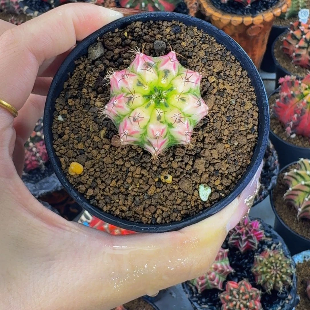 琉璃黄金甲0000000085