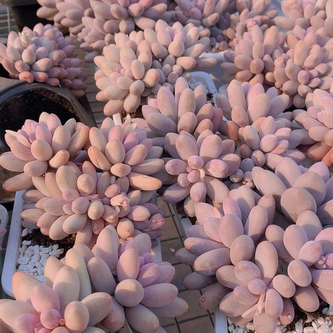 汤圆235678899000000