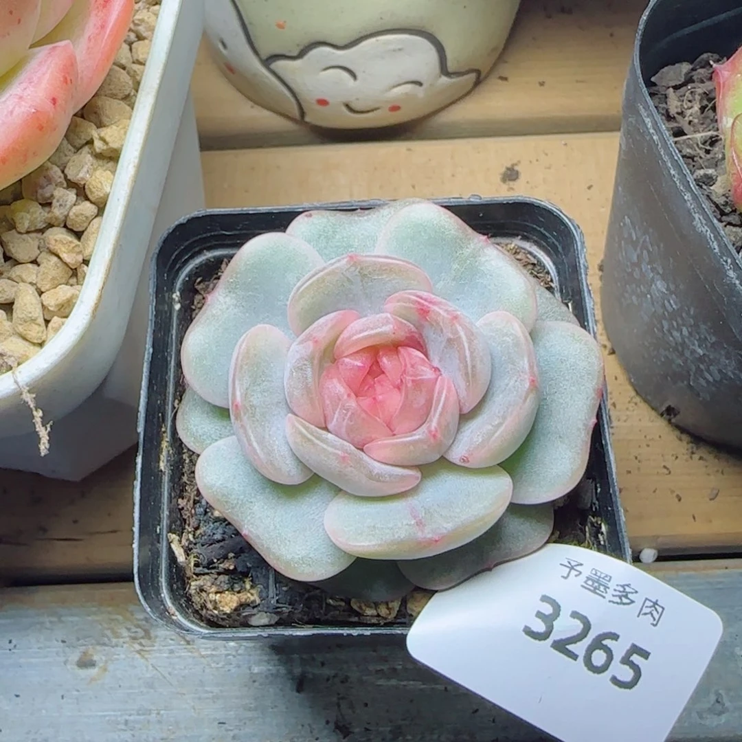 彩恋，3265多肉植物