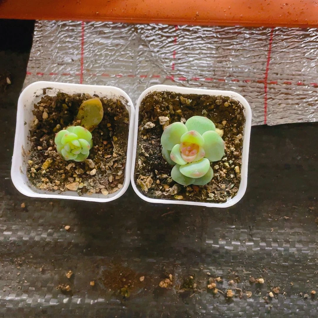 A****5121 ／192单头各一个盆不包整满25包邮