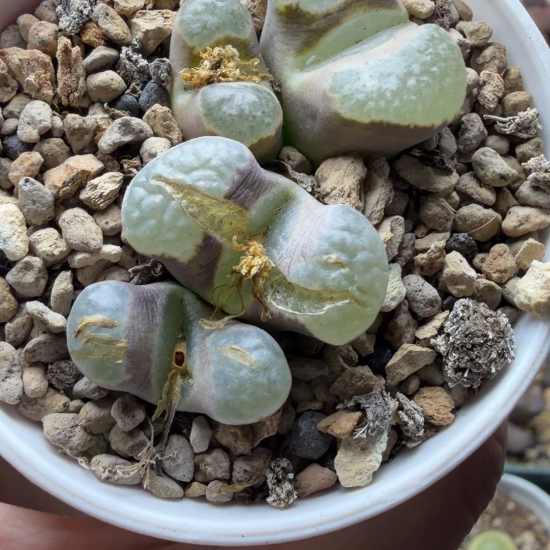 磁铁母本一盒福利502号