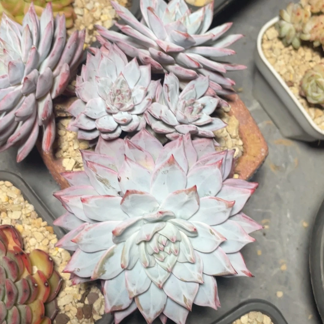 意***喵粉蓝鸟大群生有砍宝贝专拍