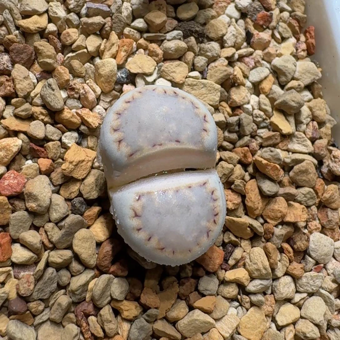 红陶西**风0118-13花花1621.6