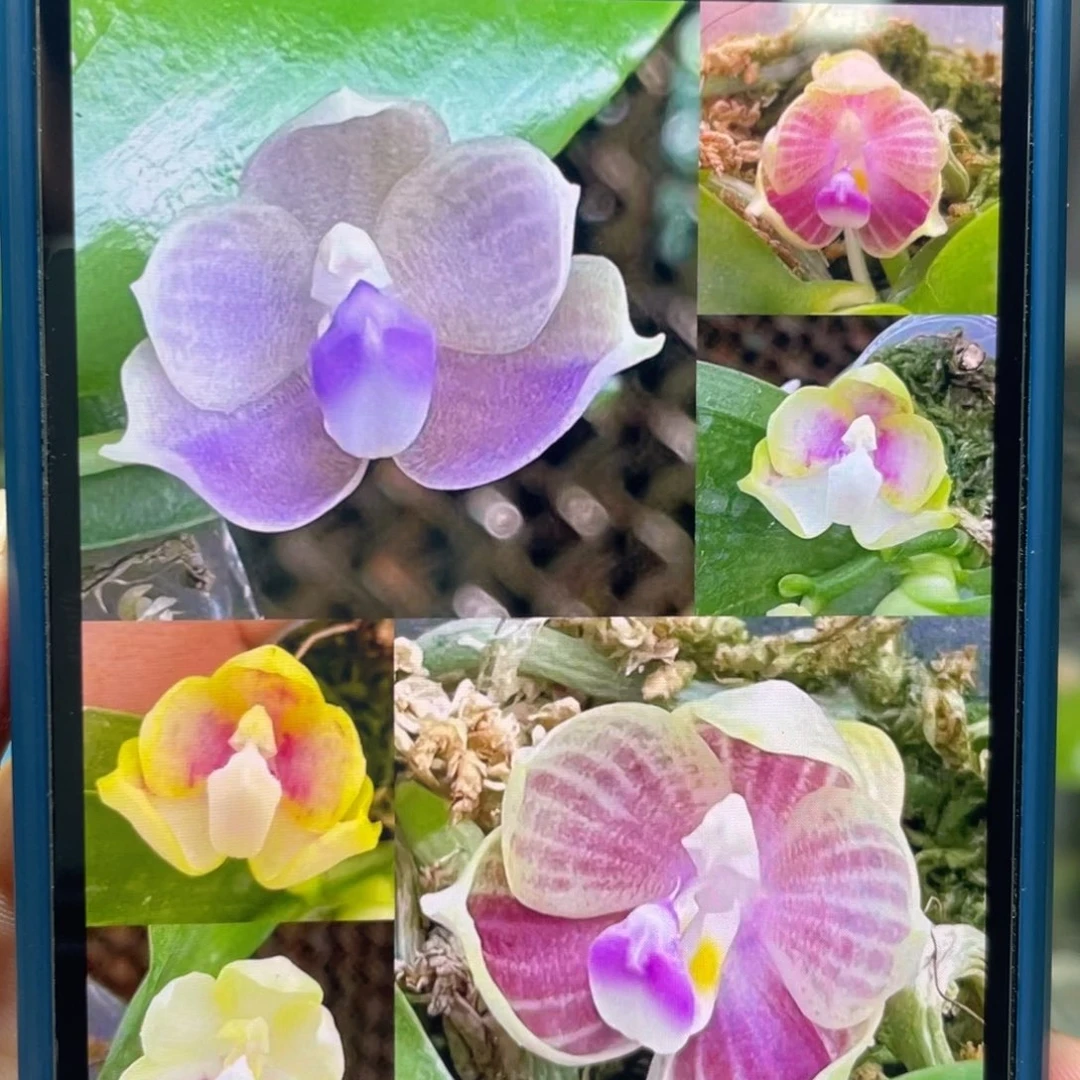 完全开放爪哇交快乐惊喜，2.5杯苗1棵