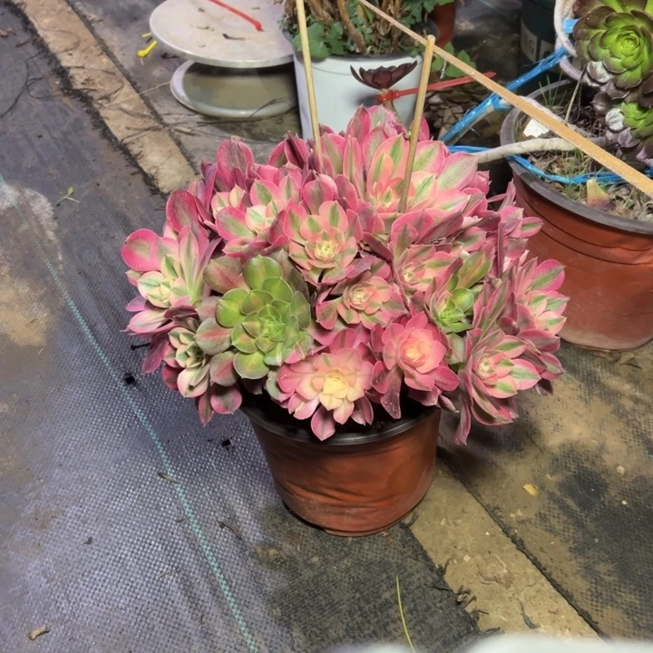 77粉女巫多肉多肉多肉多肉