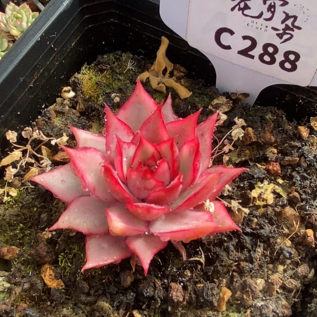 288哈哈哈哈哈哈哈哈