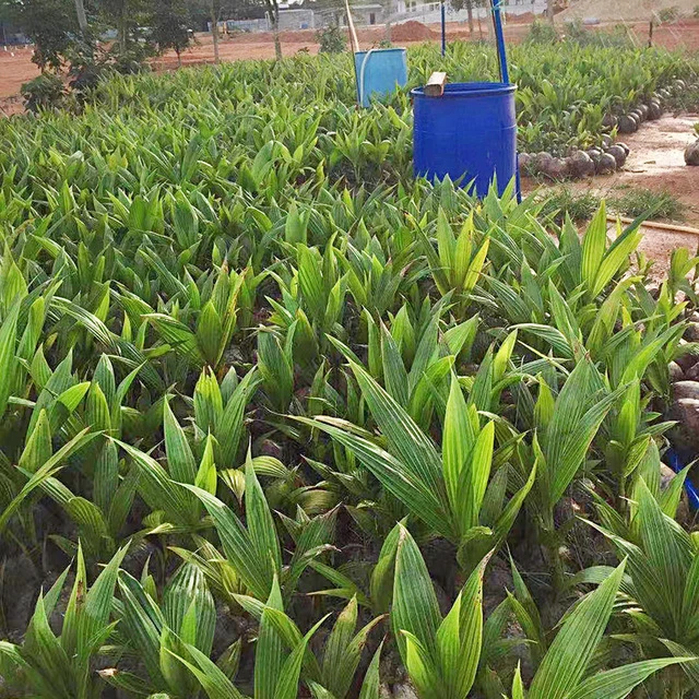 海南椰子苗绿植盆栽发芽椰青椰宝带皮带壳椰子树椰苗室内观赏植物