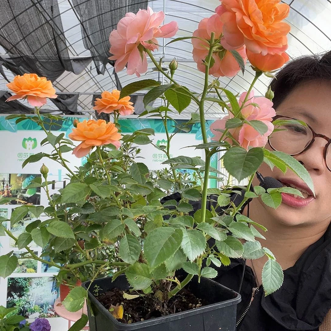 大部分开放少量花苞果汁阳台一加仑