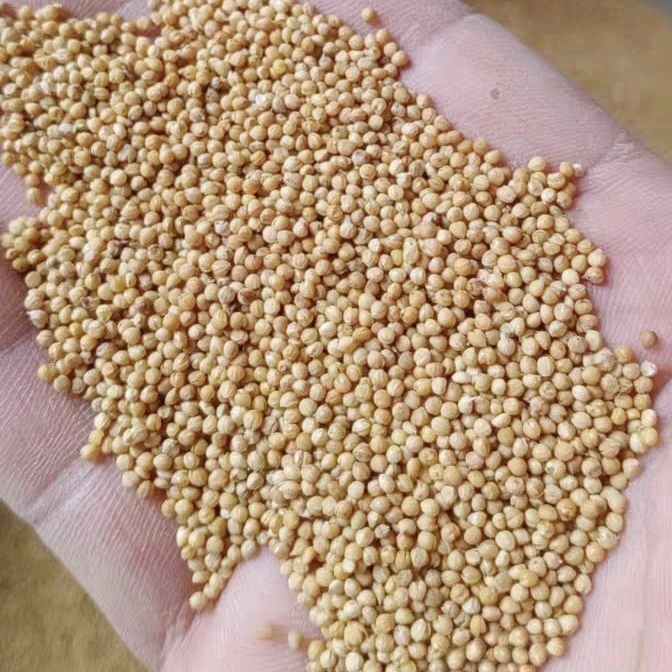 新货带壳黄谷子小米虎皮牡丹玄凤鹦鹉文鸟营养粮鸟食鸟饲料 五斤