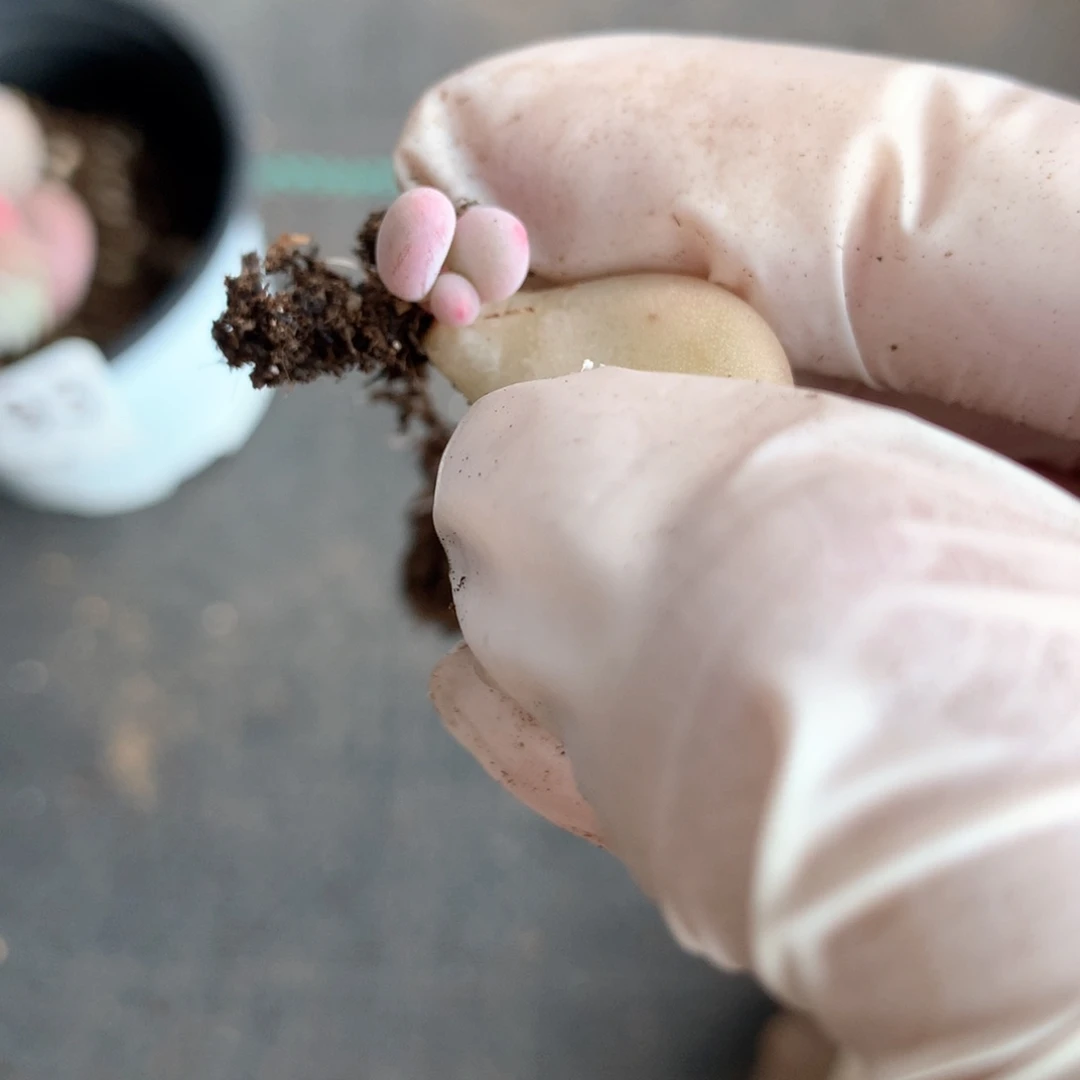 彩虹奶奶多肉彩虹奶奶