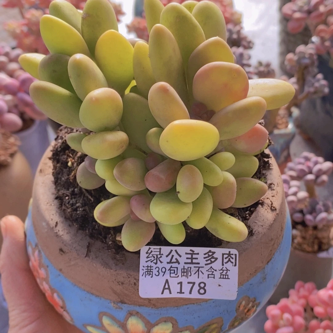 芒果奶10cm178多肉植物