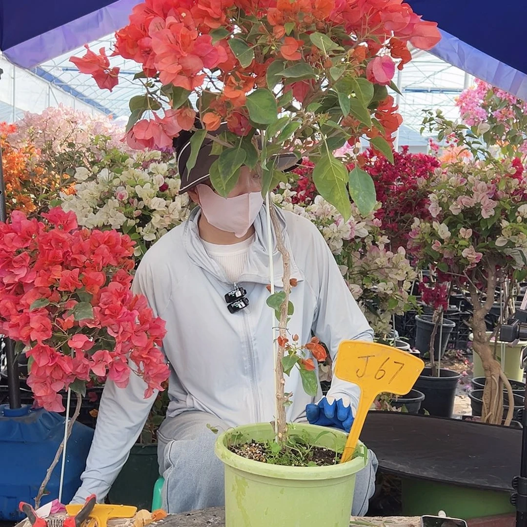 快***萌大部分花苞少量开放J67暗夕