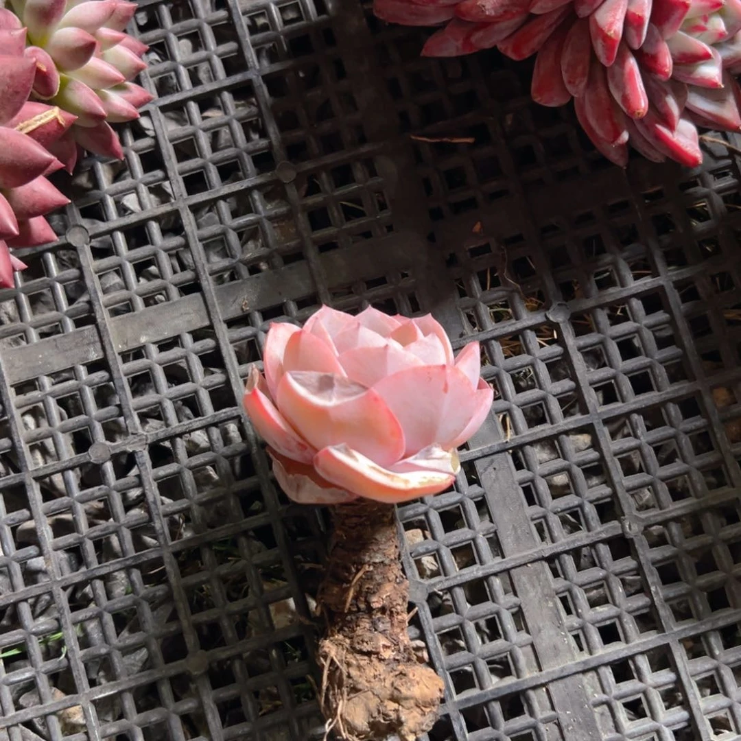 Ci小姐姐11111111111