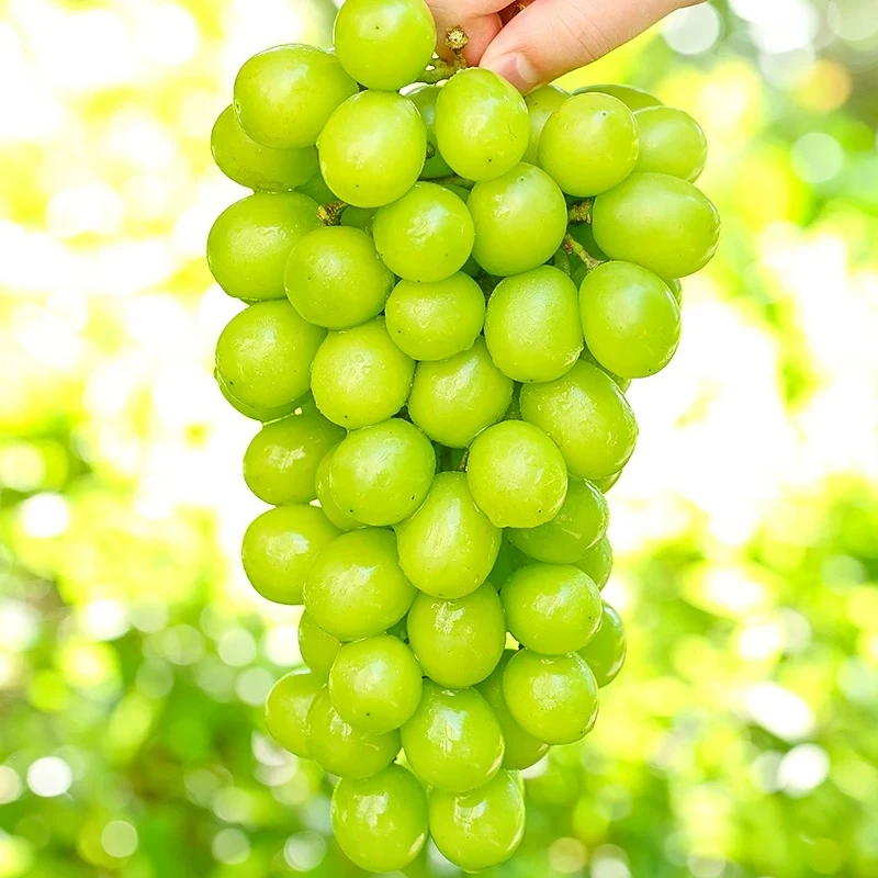 【星选】阳光玫瑰葡萄4-4.5掉粒正常的嘎嘎甜阳光玫瑰顺丰包邮今天拍明天到