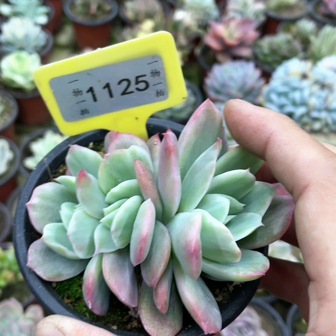 【闪购商品】满*肉1125号