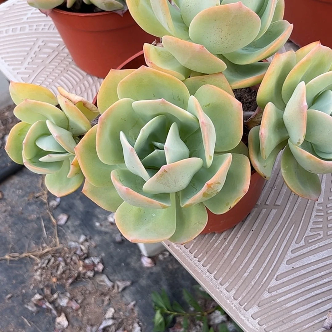 【闪购商品】无花朵星*~