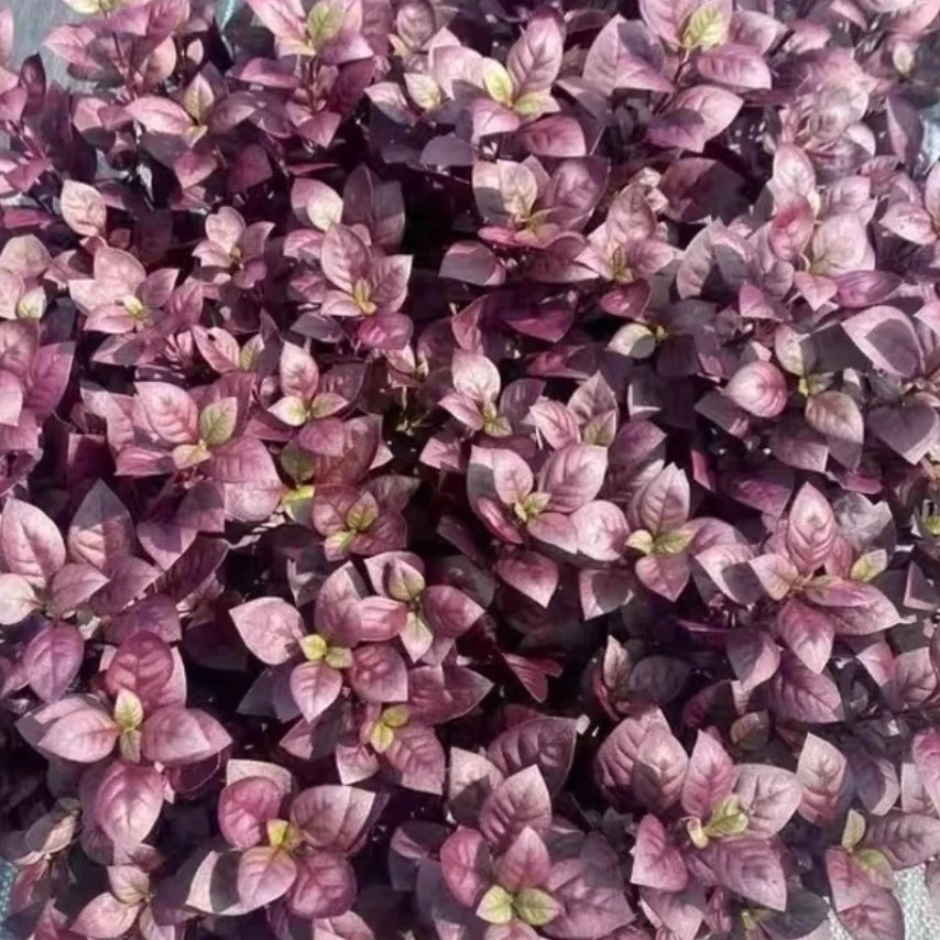 红叶莲子草盆栽耐寒耐热多年生适合庭院露台花卉易养活