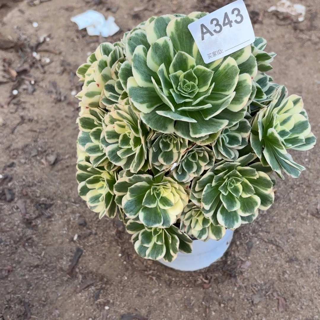 迈巴赫断枝不包343