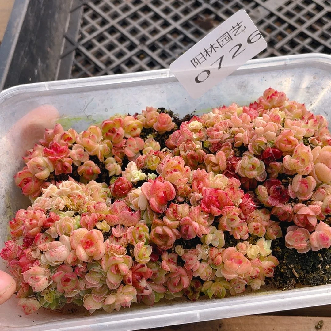 多肉植物多肉植物726