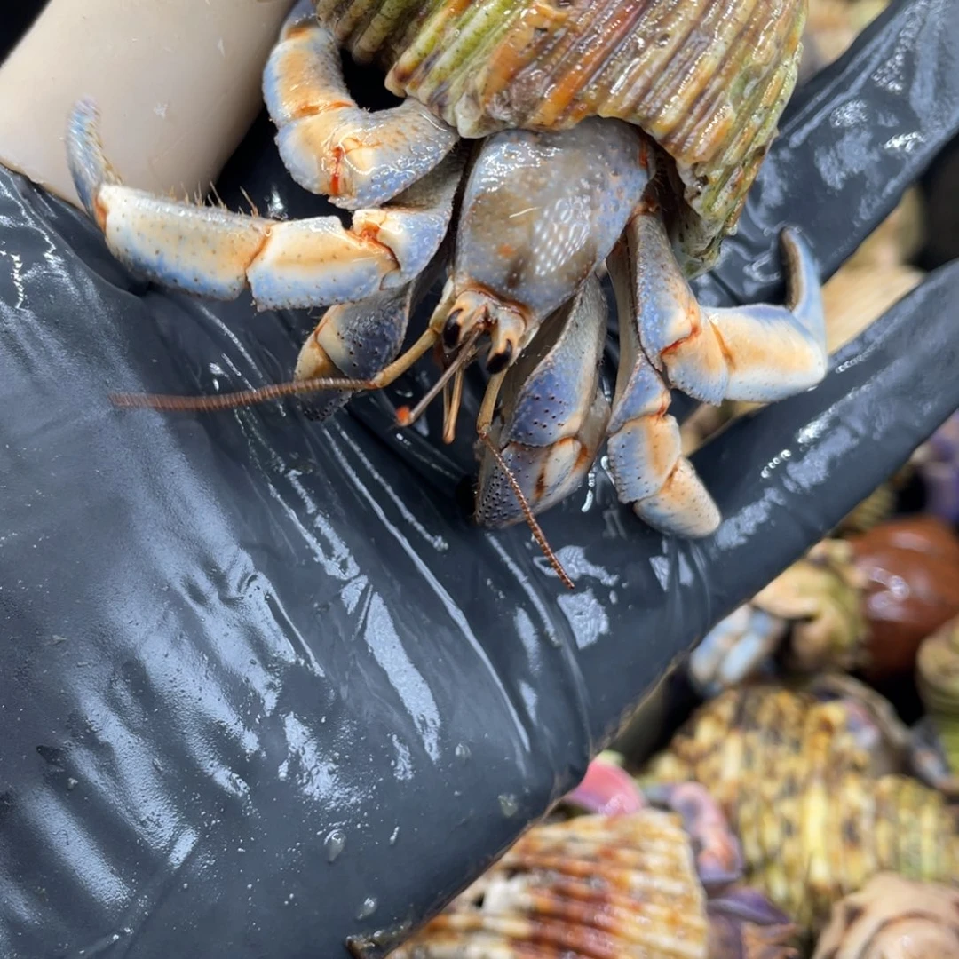 不退不换活体宠物50