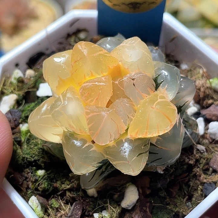840水中月锦特选福利