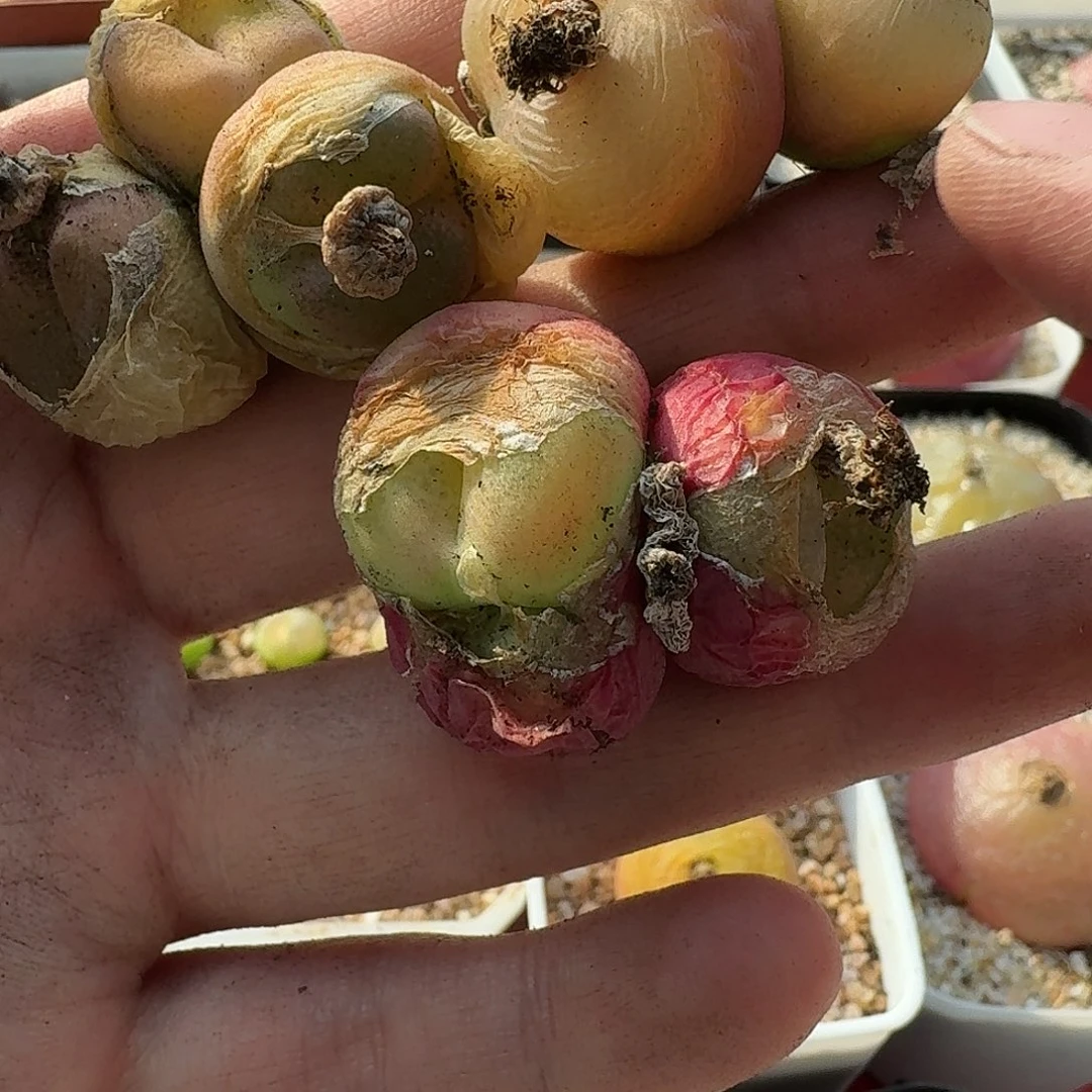 徽*老马生石花毛2075