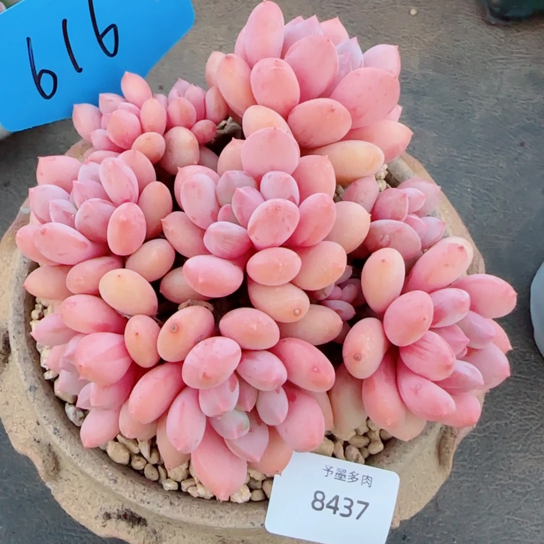 塞尔达公主，8437多肉植物