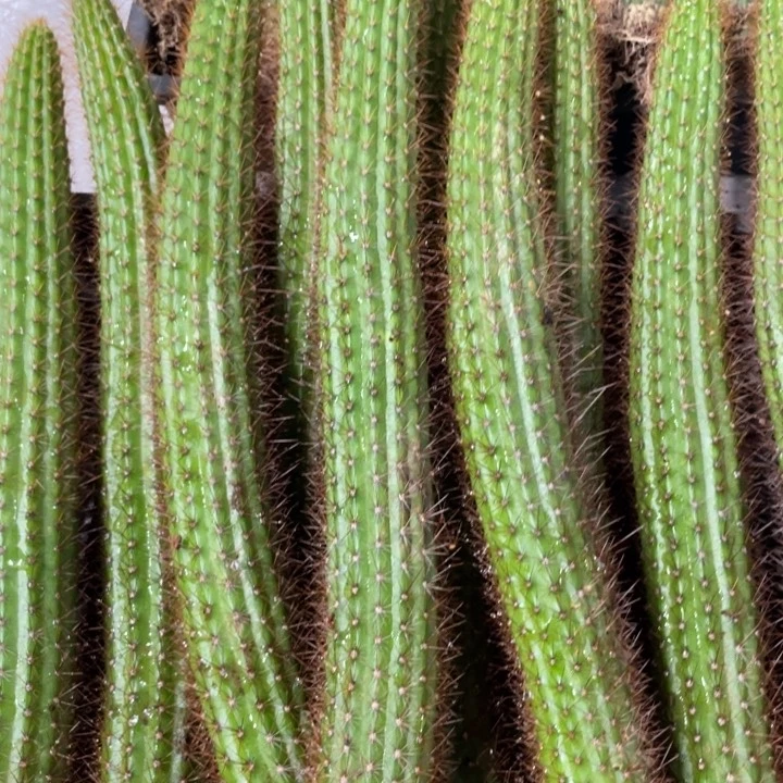 进口金妞金3自根20公分