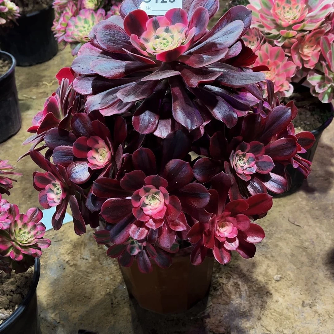 （****糖多肉126美杜莎法师