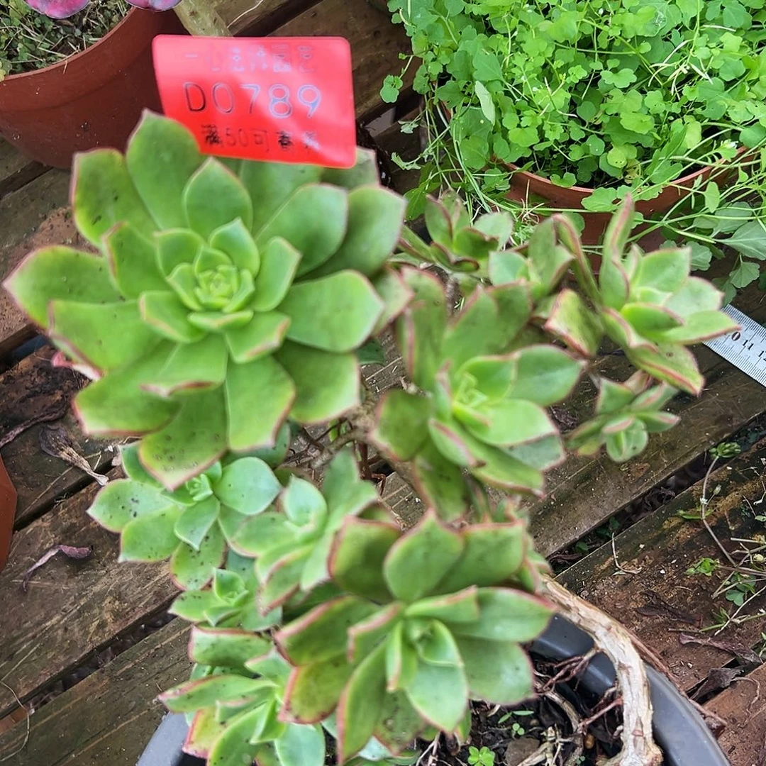 多肉植物多肉植物0789