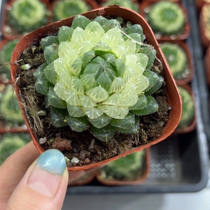 水晶宝莲灯多肉植物
