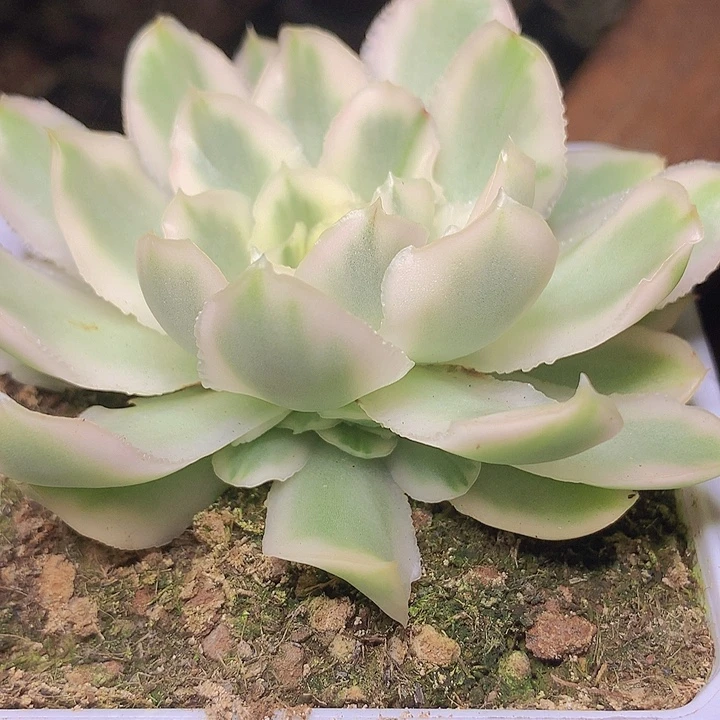 紫蝴蝶锦带崽脱土