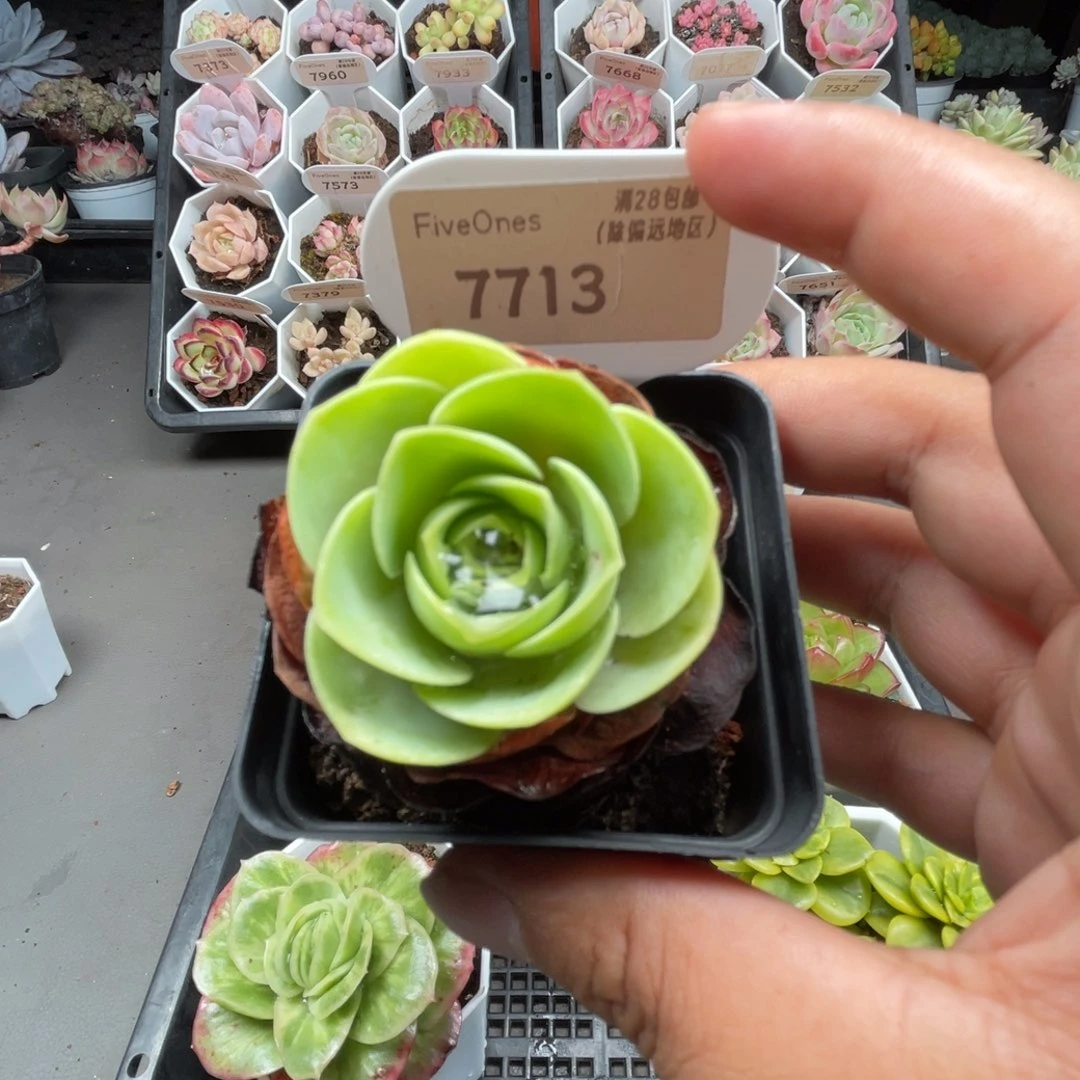 7713鸡蛋玫瑰4.0厘米