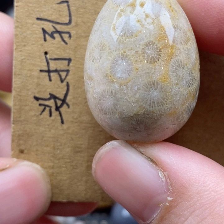 颈饰未镶嵌硅化珊瑚（珊瑚玉）有瑕