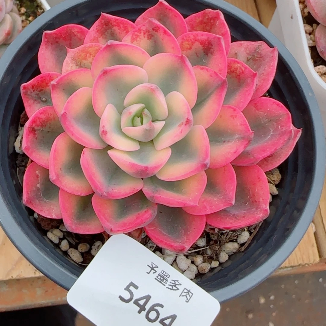勾魂仙子锦，5464多肉植物