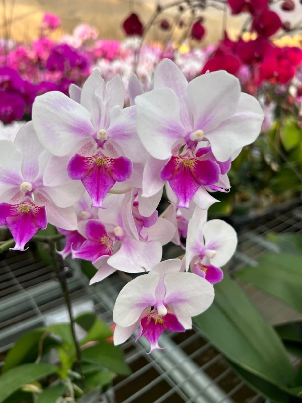 断剑掉花不售后【CH2028】3.5寸加高杯 室内高端花卉