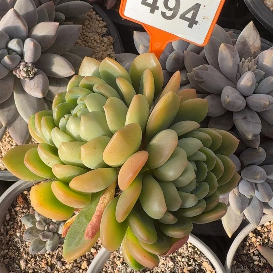 青丝猫眼一物一拍494