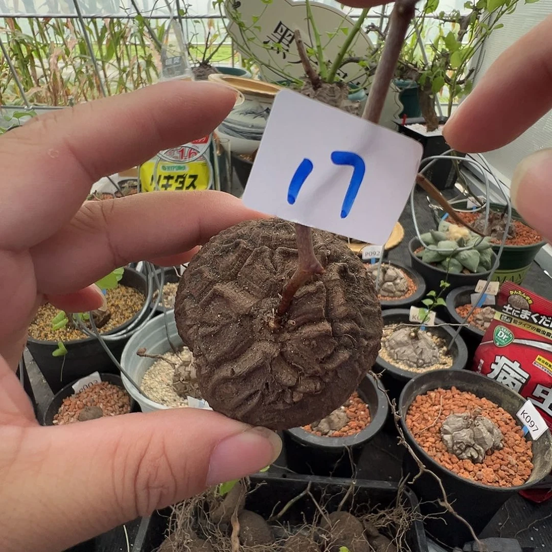 多肉植物专拍 一物一拍 南非龟甲龙17