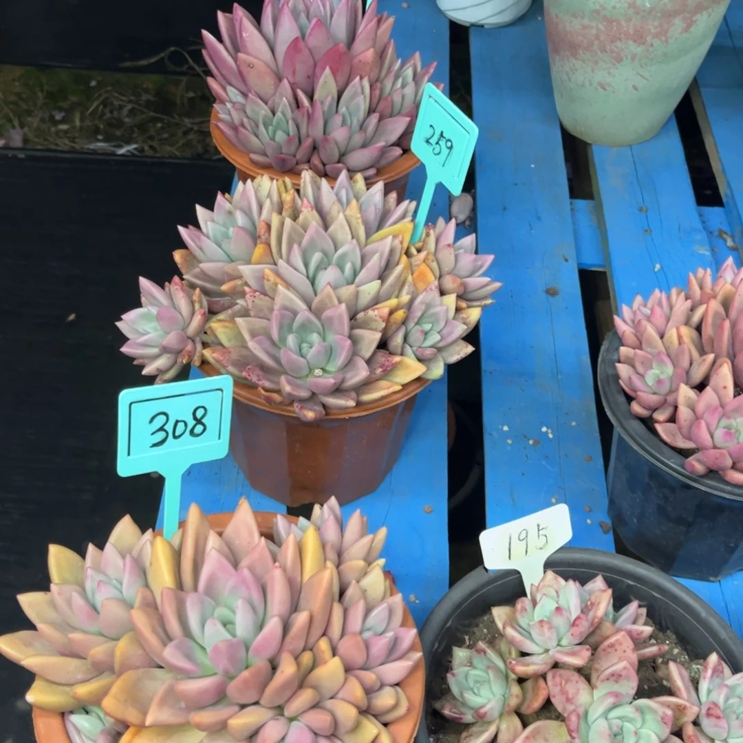 小雨多肉桃花源群生