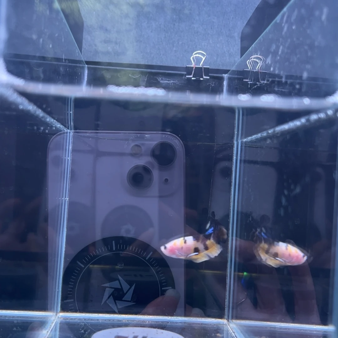 斗鱼泰国斗鱼06号