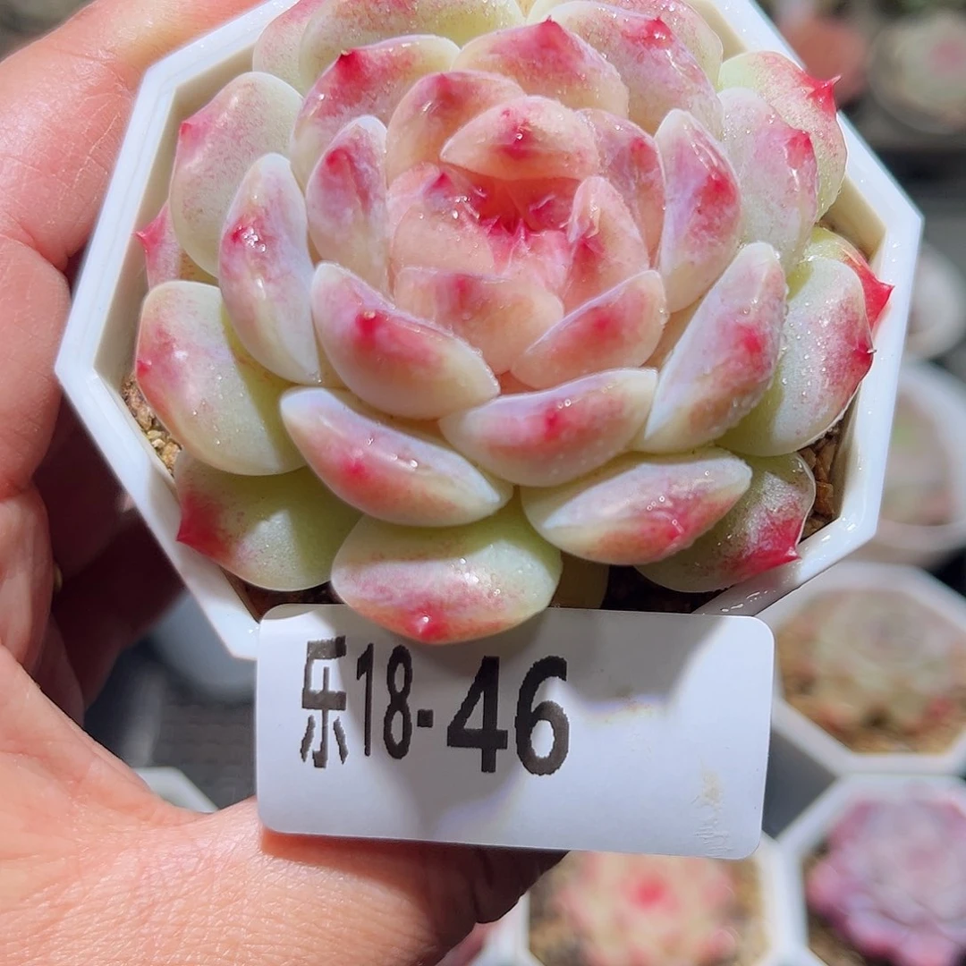 木乐18-46秘境冰魄单头