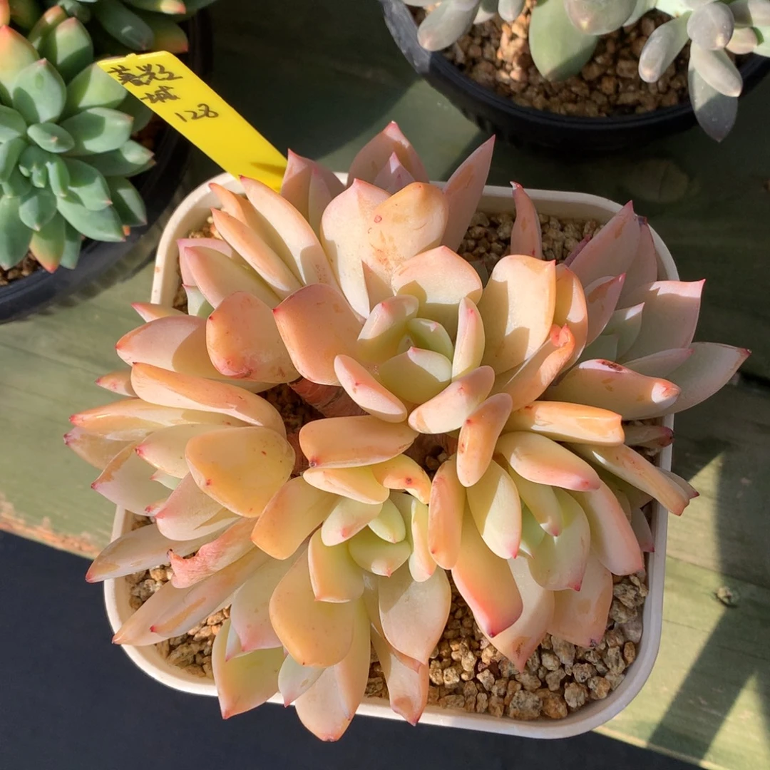 暮光之城 多头 一颗