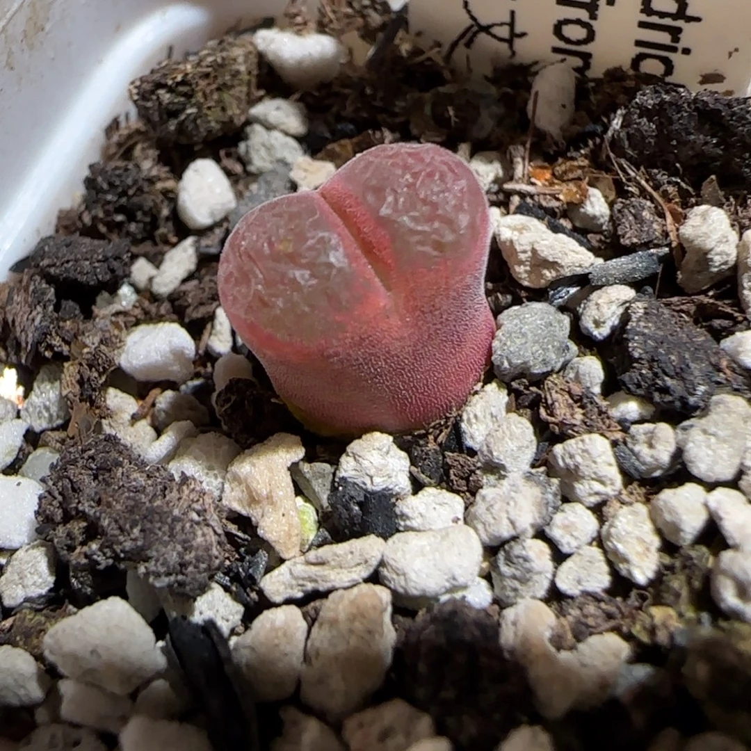 肉锥多肉植物组合-6km风铃254