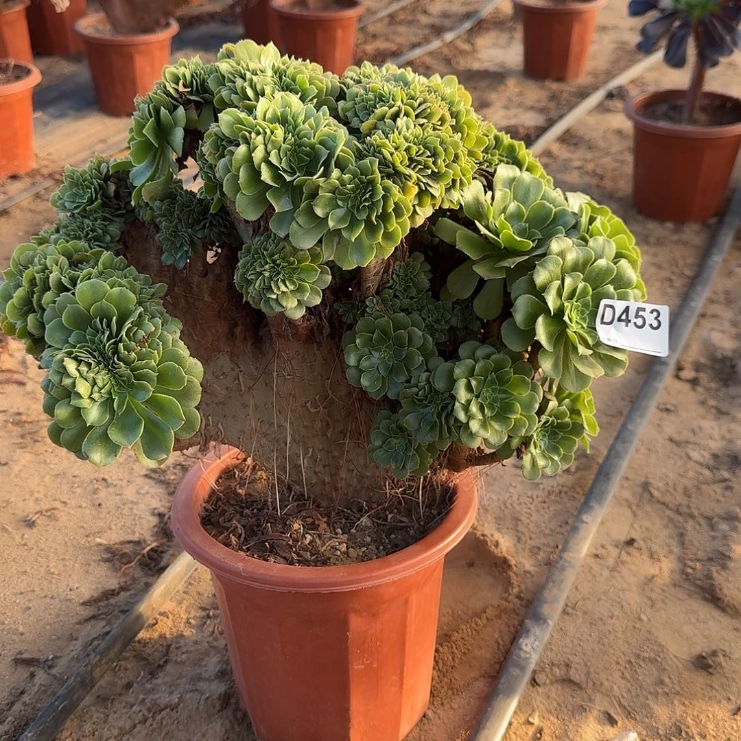 453绿缀朵朵有伤一颗呀呀