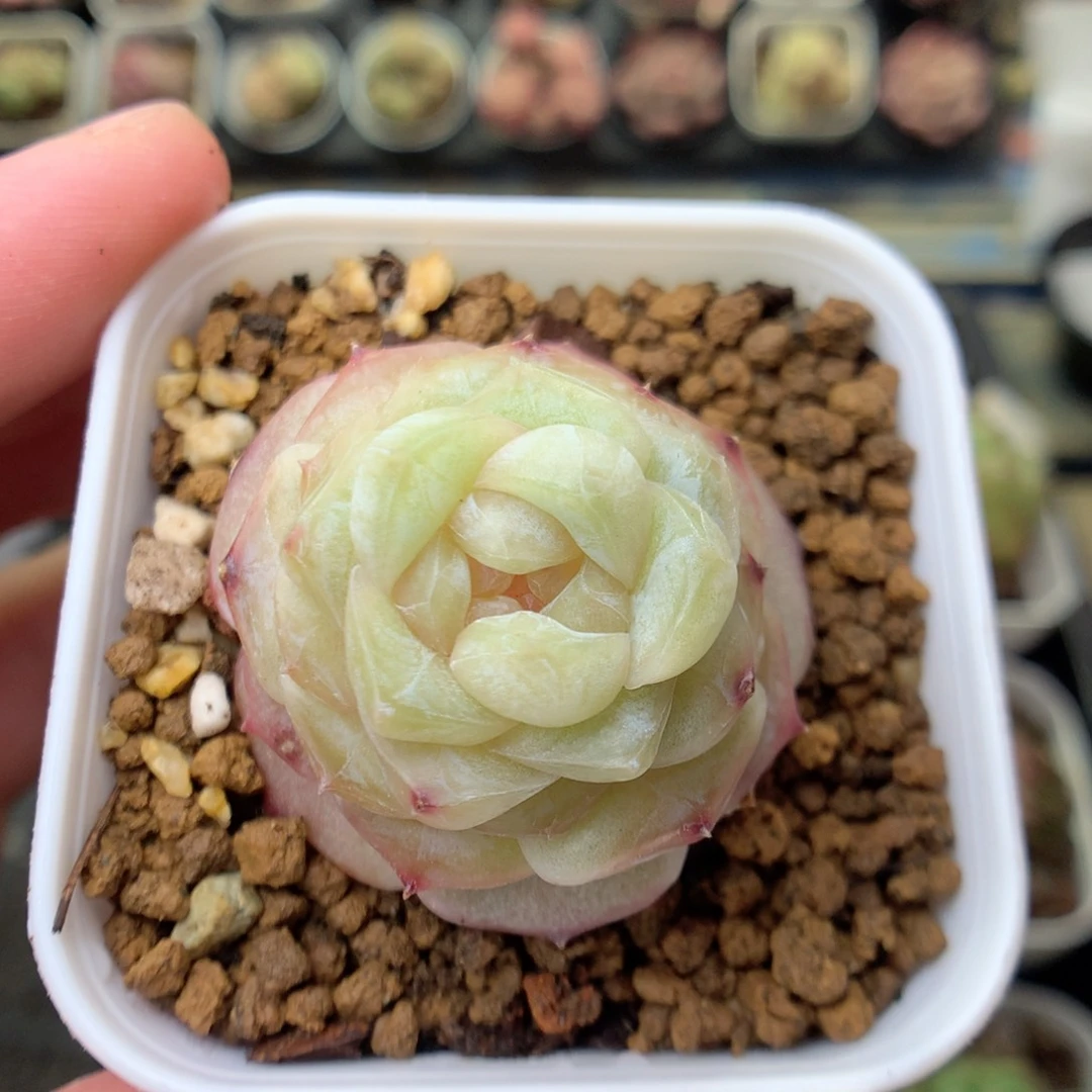 G135 ，20包邮两天凑单偏远不发货